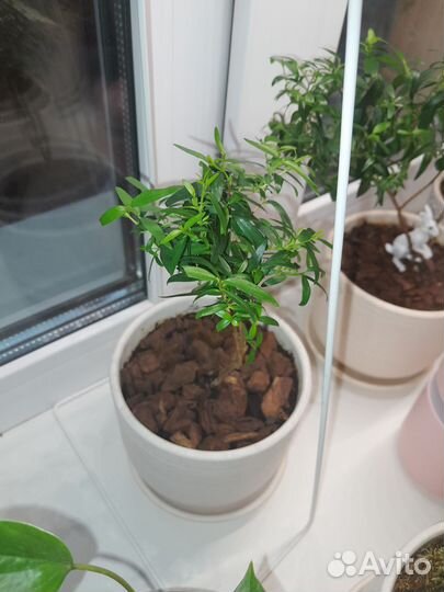 Цветы разные домашние