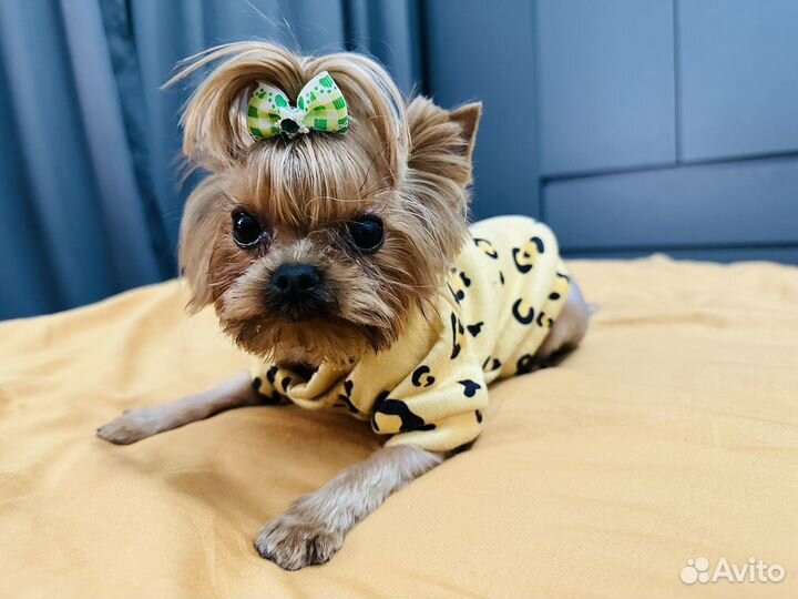 Йоркширский терьер мини беби фейс