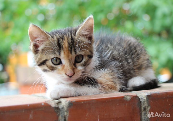 Котята в дар