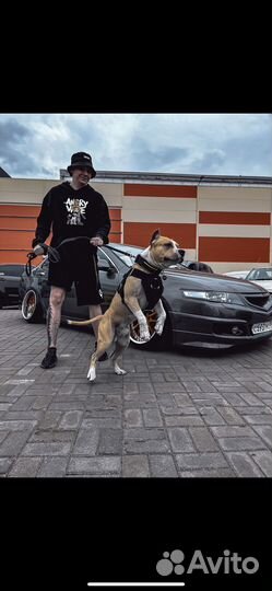 Шлея для собак