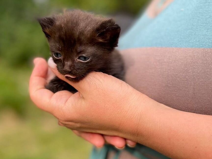 Котята сибирский табби