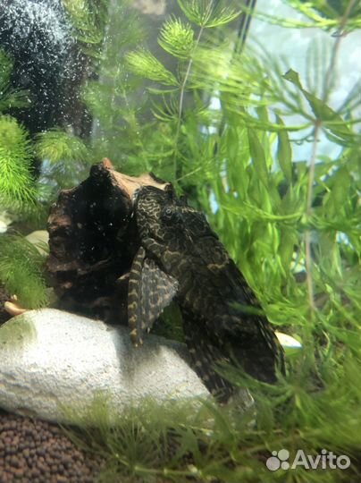 Сомик обмен