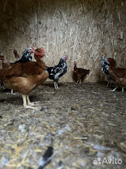 Петухи Австралорп пестрый