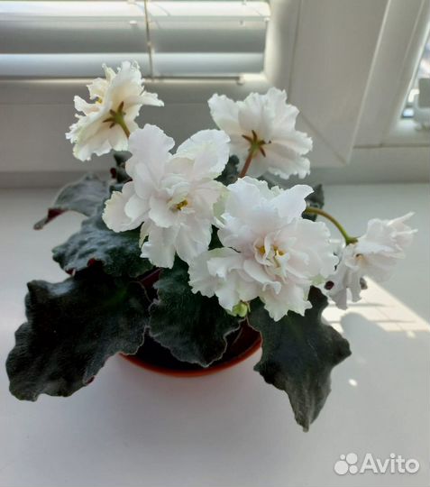 Фиалка сортовая (детки)