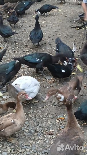 Мускусные утки тяжелые линии