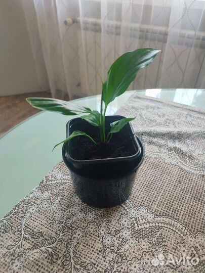 Спатифиллум Алана