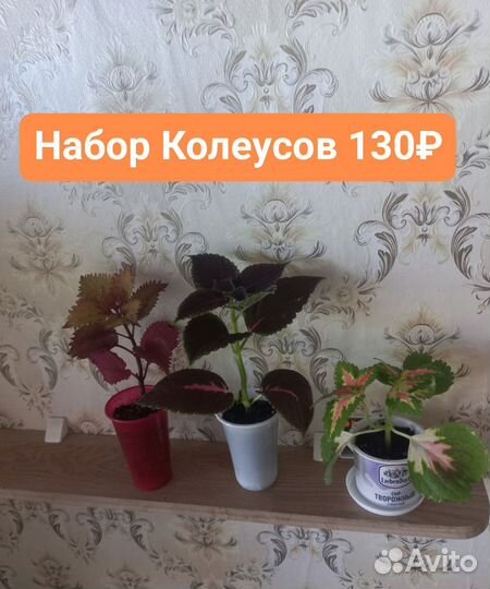 Комнатные растения