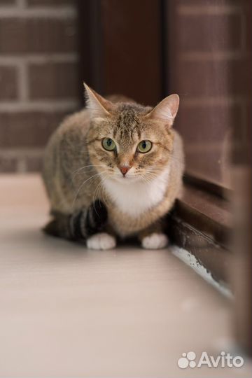 Зайка Стеша (кошка)