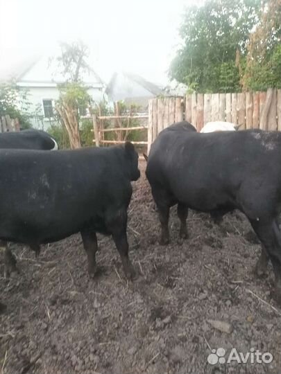 Абердин ангус бычки