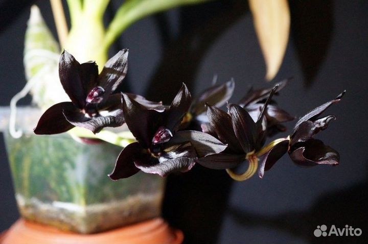 Monnierara Millennium Magic 'witchcraft'