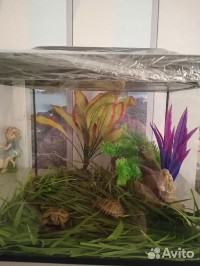 Черепашки сухопутные от специалиста