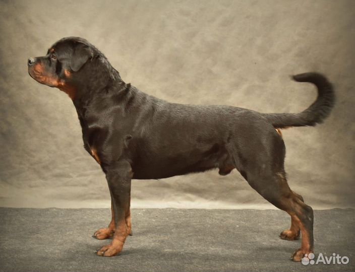 Вязка ротвейлера