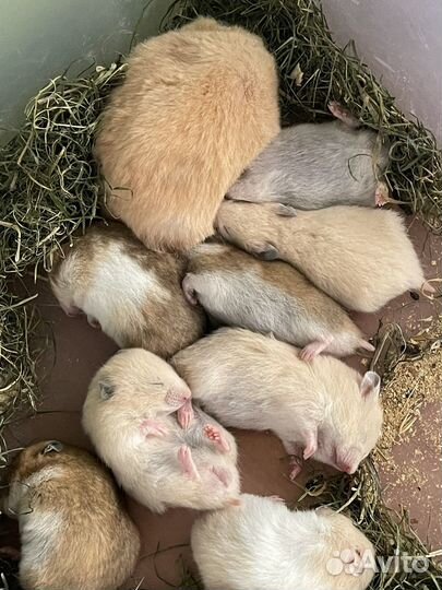 Сирийские хомяки. Питомник. Малыши рожд. 11.08