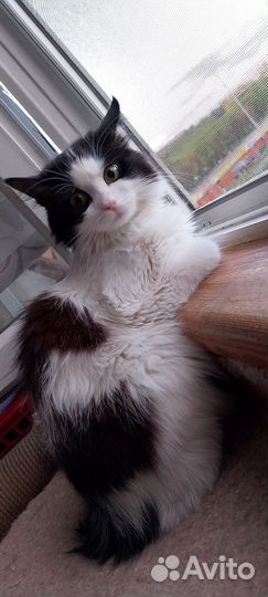 Кошка подросток пушистая в поиске дома