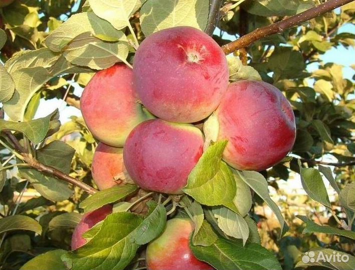 Саженцы яблони Орлик