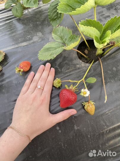 Рассада клубники Альба