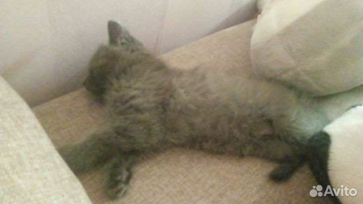 Кошка серая