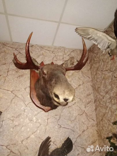 Чучело головы лося