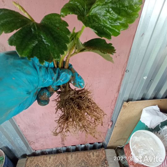 Рассада клубники Сорт Гигантелла