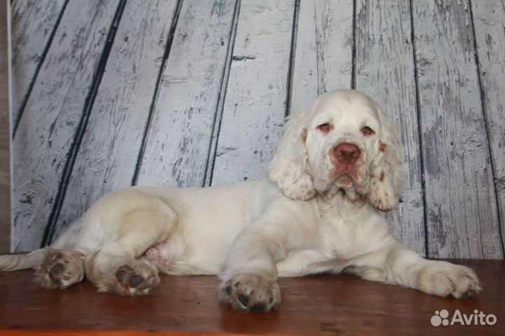 Кламбер спаниель