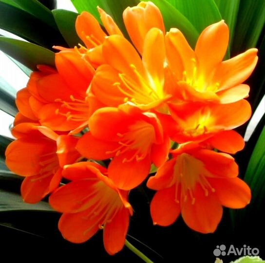 Комнатные Садовые Цветы Рассада Семена перец