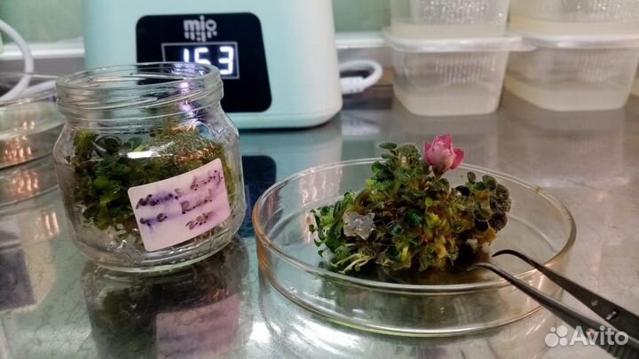 Эльсад саженцы. Розница, опт, inVitro