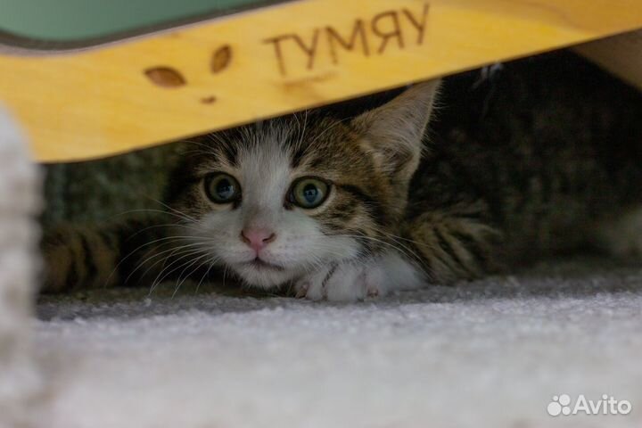 Котенок 3 месяца