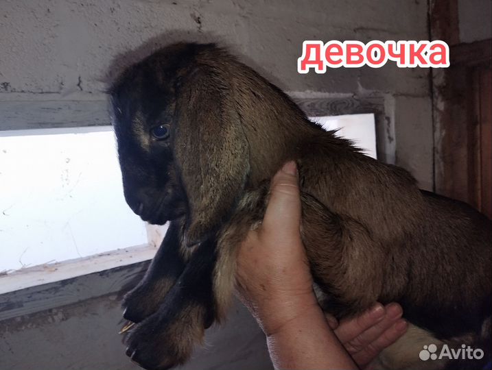 Племенные козлята