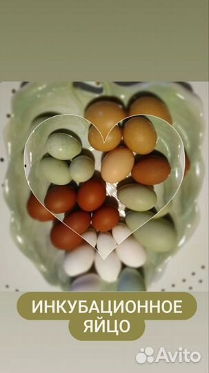 Яйца инкубационные