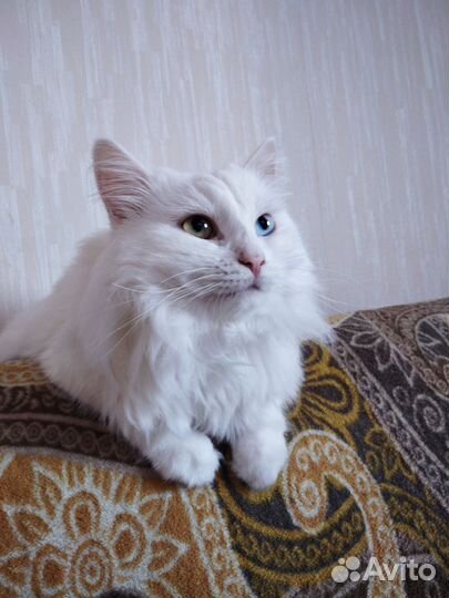 Турецкая ангора