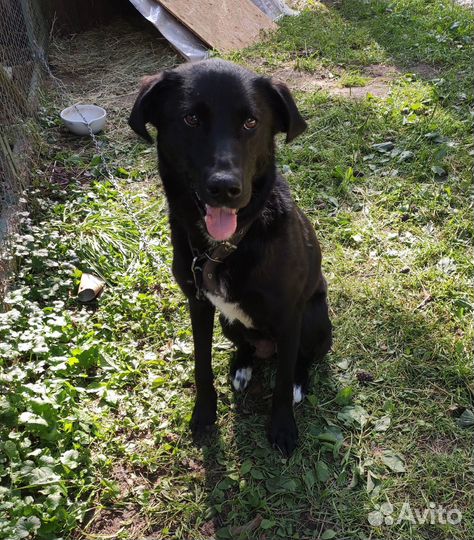 Лабрадор (метис) девочка в добрые руки