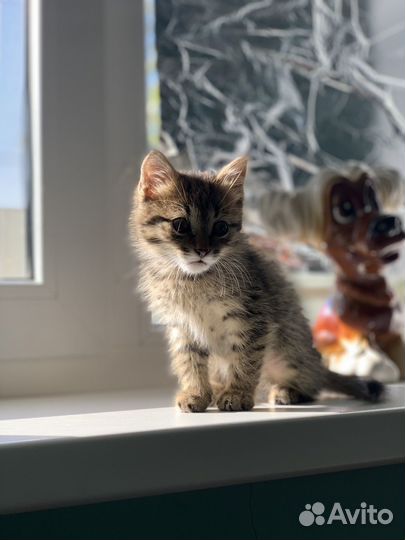 Кошки в добрые руки бесплатно