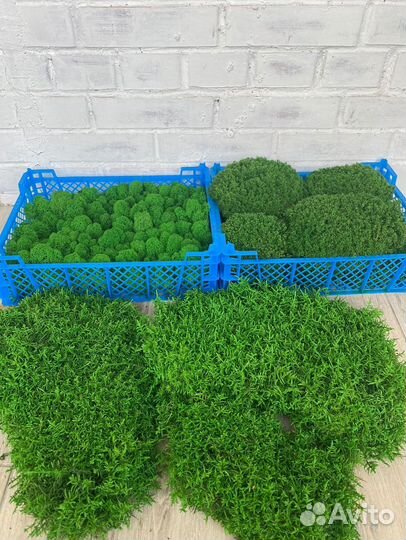 Стабилизированный мох