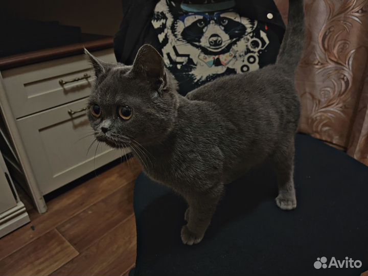 Шотландская кошка