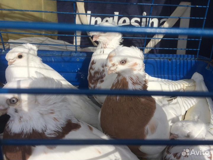 Голуби узбекские бакинцы турецкая такла