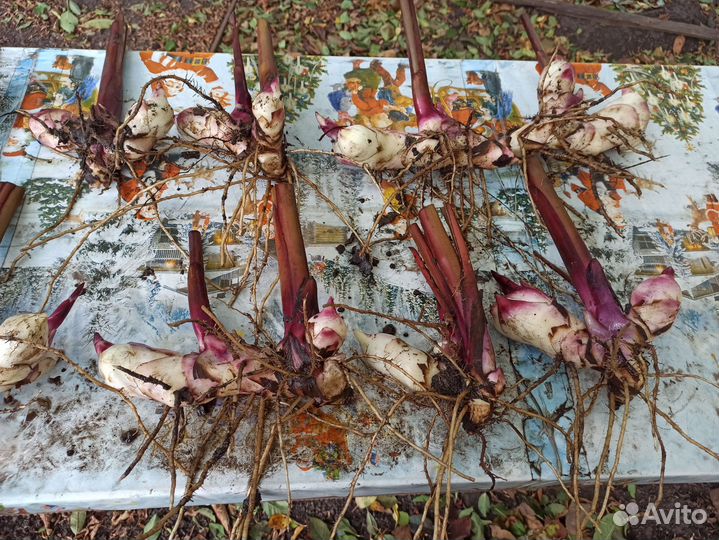 Каны высокорослые