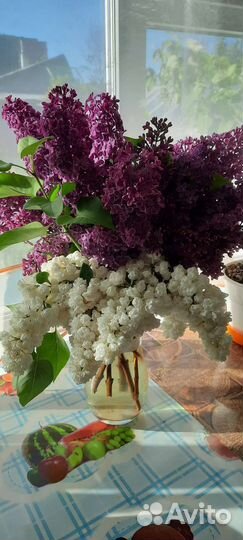 Саженцы сирени