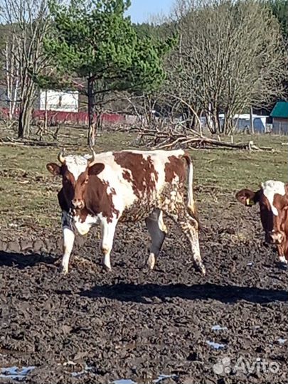 Коровы, нетели, телочки