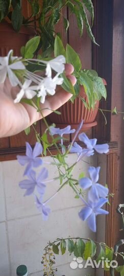 Плюмбаго,клеродендрон,аглоонема,крассула