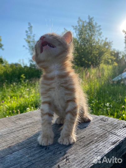 Два рыжих котенка отдадим в хорошие руки