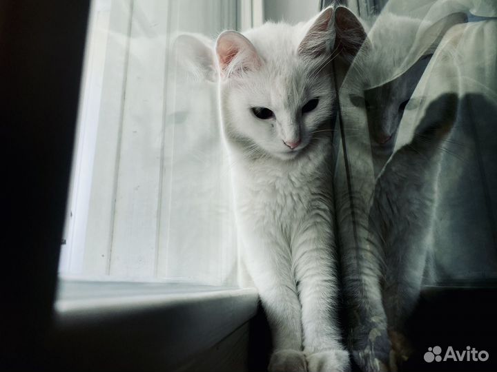 Вана кошка белая