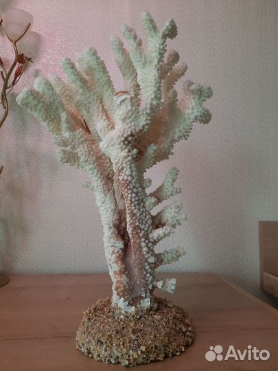 Коралл