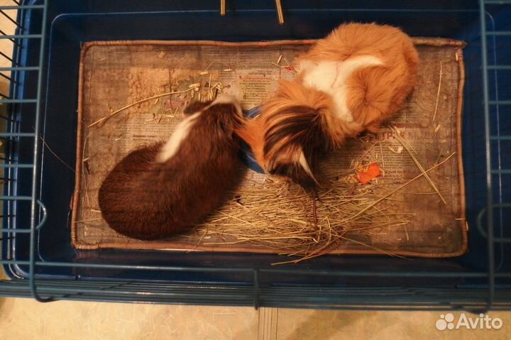 Проф. передержка грызунов, мелких птиц, рептилий