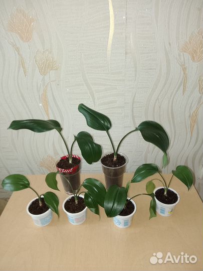 Эухарис амазонская лилия