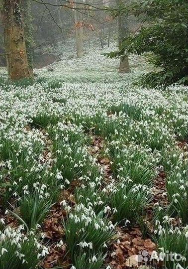 Подснежники луковицы