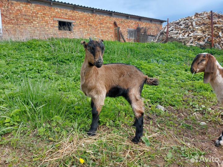 Козочка Ла-Манча