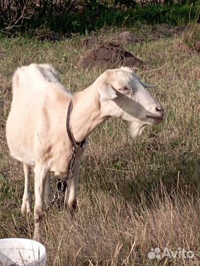 Нубийский козел, заанеесконубийская коза и козлята