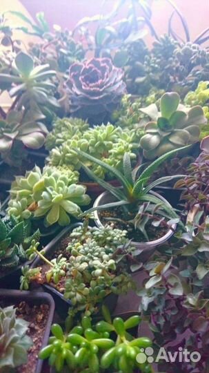 Суккуленты