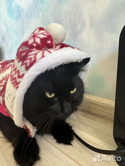 Одежда для собак и кошек