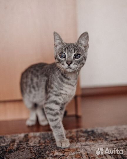 Полуслепые котята в добрые руки